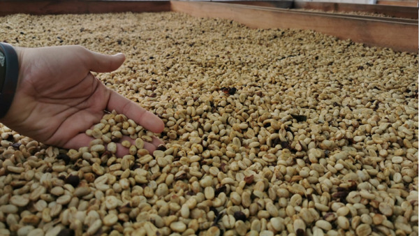 Essiccazione Chicchi Caffè Morola