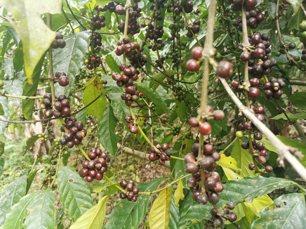 caffe sostenibile: piantagioni caffè in togo